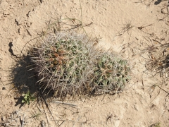 Coryphantha robustispina uncinata