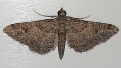 Gymnoscelis rufifasciata