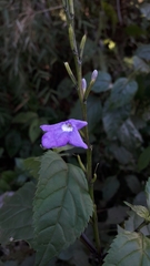 Bouchea pseudogervao