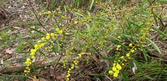 Acacia verniciflua
