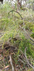 Acacia verniciflua
