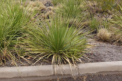 Dasylirion leiophyllum