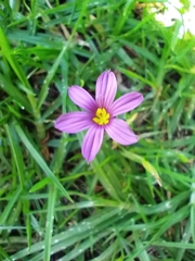 Sisyrinchium scabrum