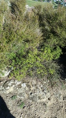 Veronica strictissima