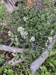 Ceanothus velutinus