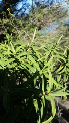Veronica strictissima