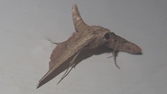 Endotricha flammealis