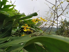 Oncidium sphacelatum