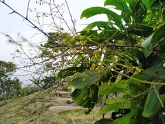 Oncidium sphacelatum