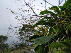 Oncidium sphacelatum