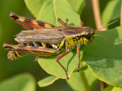 Melanoplus borealis