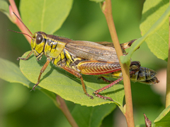 Melanoplus borealis