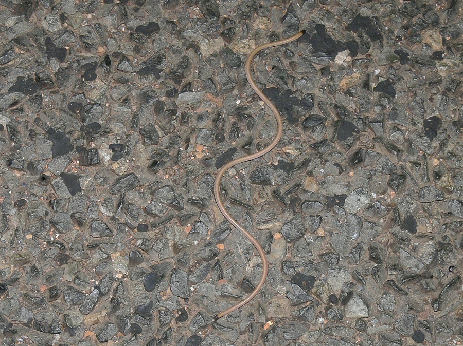 Long-beaked Blind Snake