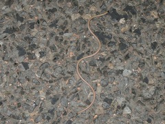 Long-beaked Blind Snake
