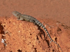 Ctenophorus caudicinctus