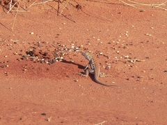Ctenophorus isolepis