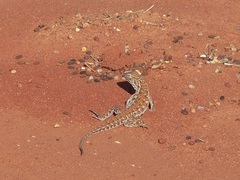 Ctenophorus isolepis