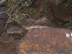 Gehyra punctata