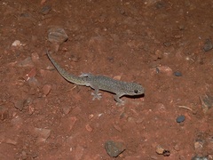 Gehyra purpurascens