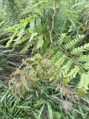 Gleditsia triacanthos triacanthos