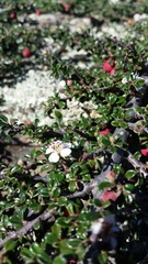 Cotoneaster microphyllus