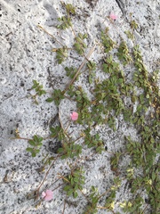 Tephrosia mysteriosa