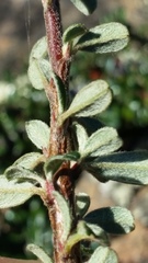 Cotoneaster microphyllus