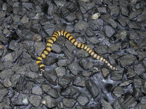 Northern Desert Banded Snake