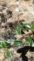 Cotoneaster microphyllus