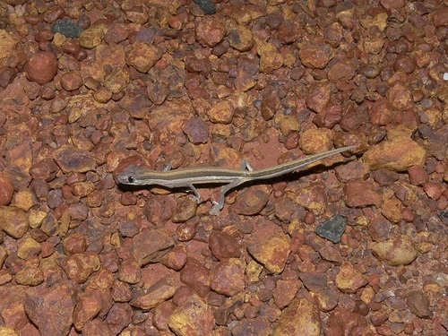 Southern Phasmid Gecko