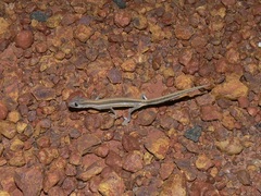 Strophurus jeanae