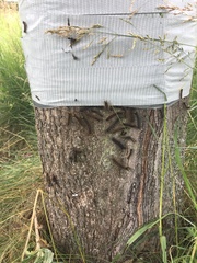 Lymantria dispar dispar