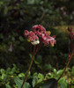 Western Pipsissewa - Photo (c) Susan, some rights reserved (CC BY-NC), uploaded by Susan