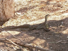 Varanus panoptes rubidus