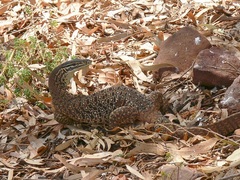 Varanus panoptes rubidus