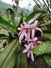 Crinum × amabile