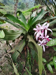 Crinum × amabile