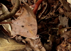 Melanitis leda bankia