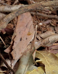 Melanitis leda bankia
