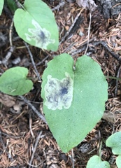 Pegomya depressiventris