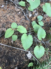 Pegomya depressiventris