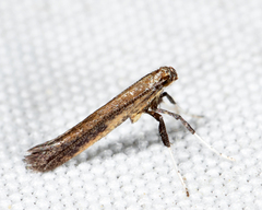 Caloptilia hypericella