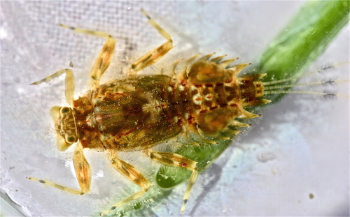 Great Red Spiny Crawler Mayfly