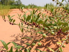 Phyllanthus warnockii