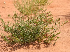 Phyllanthus warnockii