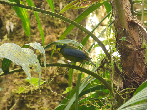 Gold-ringed Tanager (Bangsia aureocincta), photo 9