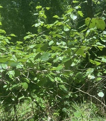 Crataegus viburnifolia
