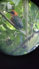 Baryphthengus martii