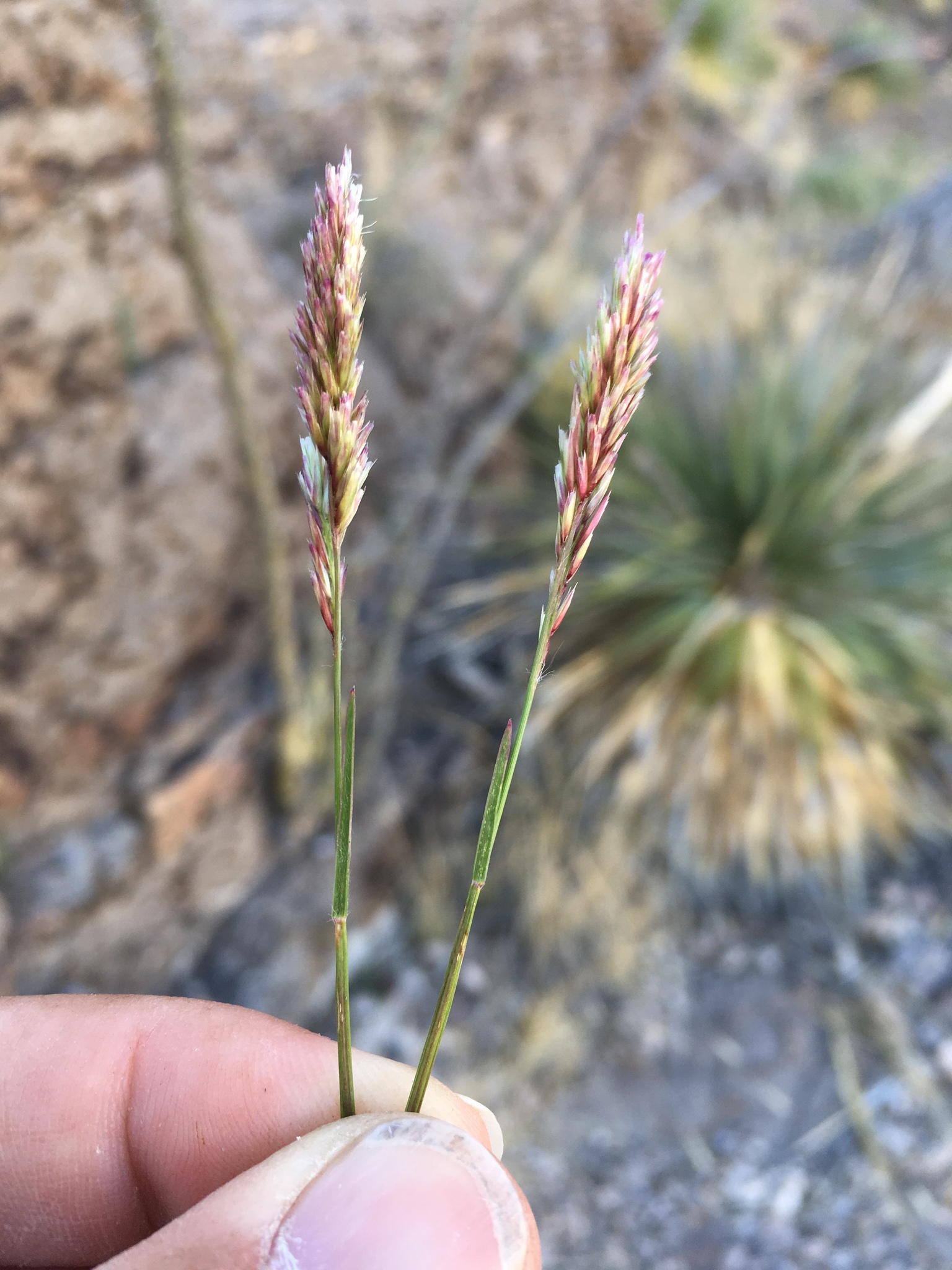 Erioneuron nealleyi