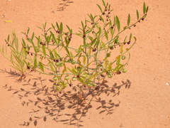Phyllanthus warnockii